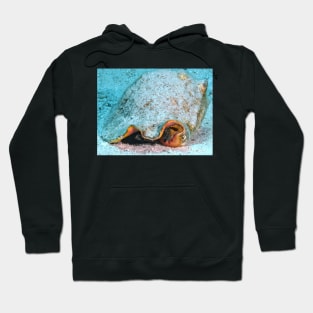 Queen Conch Hoodie